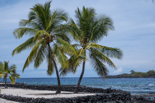 Palm trees swaying on the beach with blue ocean, white sand and lava rock.