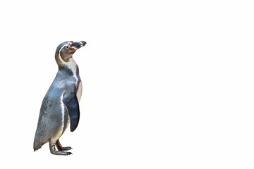 Obraz premium Penguin standing isolated on white background.