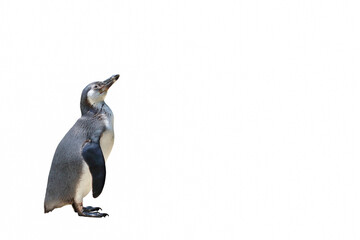 Penguin standing isolated on white background.