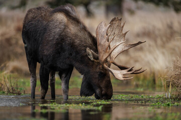 Moose in Grand Teton National Park, Wyoming. 