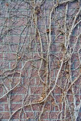 レンガの壁に絡まる枯れた蔦