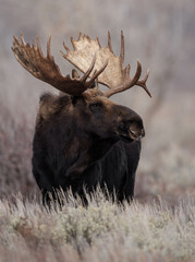 Naklejka na ściany i meble Moose in Grand Teton National Park, Wyoming. 