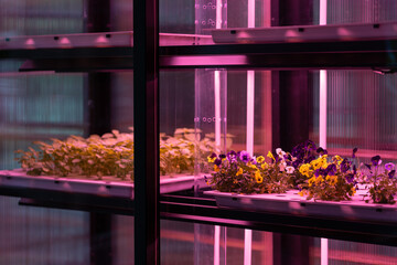 Eco organic modern smart farm. Vegetable green salad and flowers growing in hydroponic system. Plant cultivated in hydroponic system with red phyto lamp. 