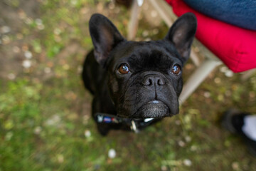 Obraz premium french bulldog dog sitting and looking at the camera
