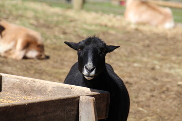 Fototapeta premium goat on the farm