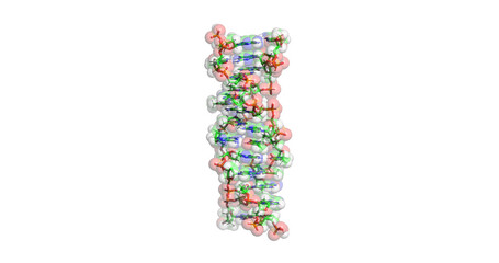 DNA (Z-DNA) molecule