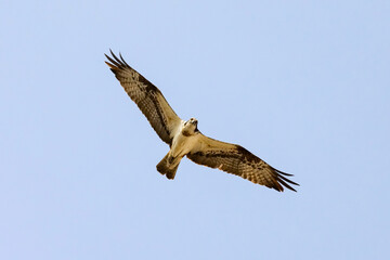 Osprey (Pandion haliaetus) aka sea hawk, fish eagle or fish hawk, is afish-eating bird of prey flying in the blue sky.