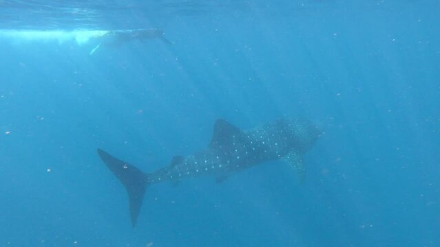 Unrecognizable person swimming and photographing a whale shark in Ningaloo Reef Western Australia