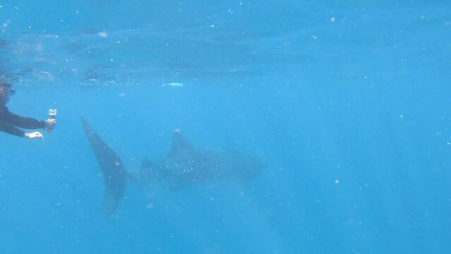 Unrecognizable person swimming and photographing a whale shark in Ningaloo Reef Western Australia