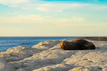 New Zealand fur seal on rock as sunrises