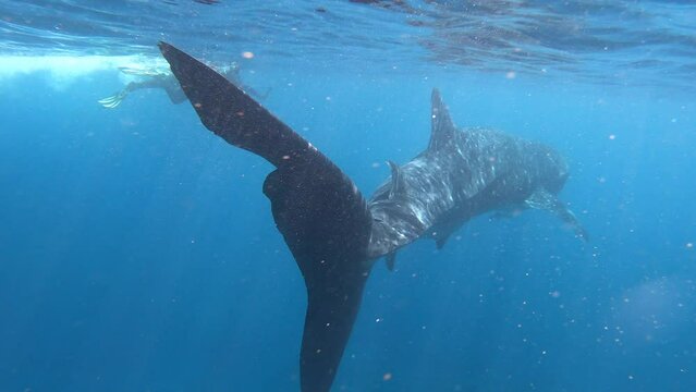 An unrecognizable person swimming and photographing a whale shark in Ningaloo Reef Western Australia