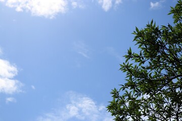 青空と緑の葉っぱ