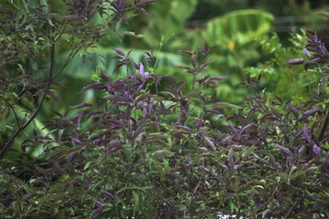flowers in the forest