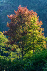 Maple trees in Ban Viet Lake, Cao Bang, Vietnam