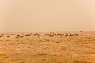 Camels in sand storm Syria