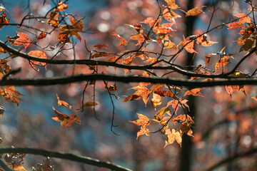 Maple trees in Ban Viet Lake, Cao Bang, Vietnam