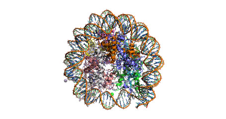 Human nucleosome molecule (DNA + histones)
