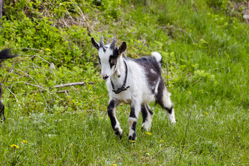 Goat on the green grass. A goat is grazing in a green clearing.
