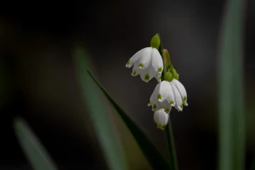 Foto op Canvas Close up shot of  Lily of the Valley flower © SNEHIT PHOTO