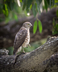 Juvenile Shikra.shikra is a small bird of prey in the family Accipitridae found widely distributed in Asia and Africa where it is also called the little banded goshawk. 