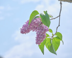 北海道札幌市川下公園のライラック(パールヴォンシュツットガルト) /...