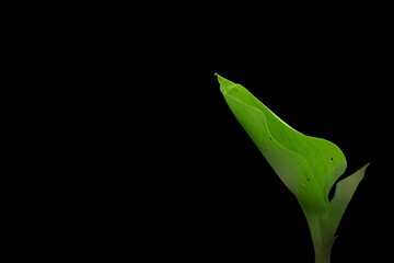 Close up shot of young green leaf isolated on black background