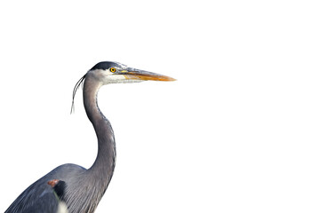 Great blue Heron isolated on white background
