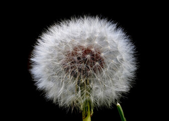 Close up view of Dandelion seed head on black background, focus stacked image