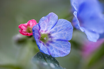 Blue Primrose flowers close up shot in the garden.