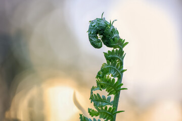 Fresh young fern plant against sunset sky