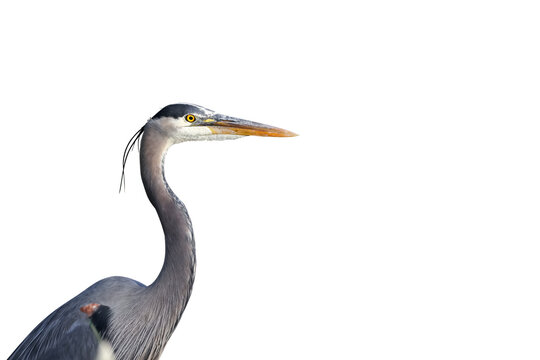 Great Blue Heron Isolated On White Background