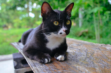 cute black cat playing in backyard