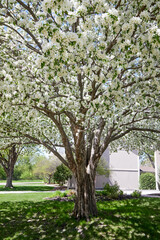 Obraz premium Flowering spring tree with beautiful white blooms growing in a front yard in May
