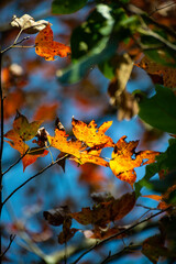 Maple trees in Ban Viet Lake, Cao Bang, Vietnam