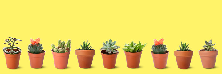Pots with many different cacti and succulents on yellow background