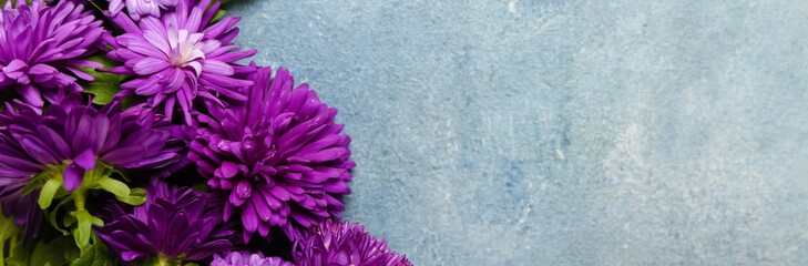 Beautiful aster flowers on color background with space for text
