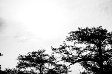 tree silhouette and sky