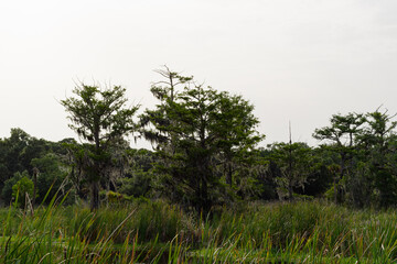 trees in the field of swamp and cypress