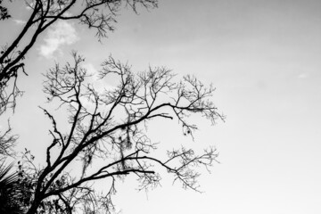 silhouette of a trees with sky in black and white