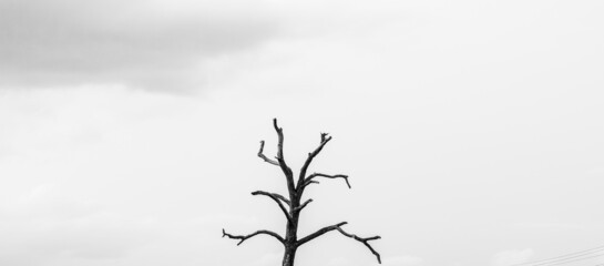 creepy dead tree in black and white with sky backround
