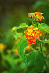 Fototapeta premium flower (Lantana urticoides) orange and yellow in the garden with green plants