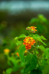 flower (Lantana urticoides) orange and yellow in the garden