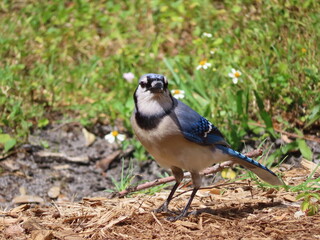 Fototapeta premium Blue jay bird standing on the ground looking towards camera