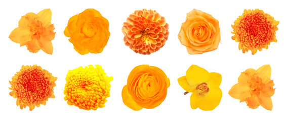 Set of beautiful orange flowers isolated on white