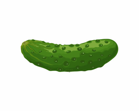 Green cucumber. Image of a ripe green cucumber. Green vegetarian product. Vector illustration isolated on a white background