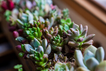 多肉植物