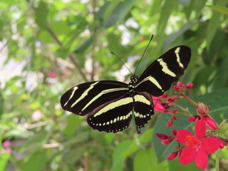 Yellow and black butterfly resting on red flowers