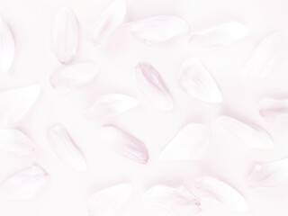Różowe płatki tło © Monika Janiak-Klicha