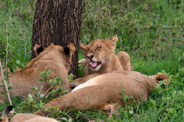 Lions in Serengeti National Park, Tanzania.
