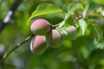 ウメの果実